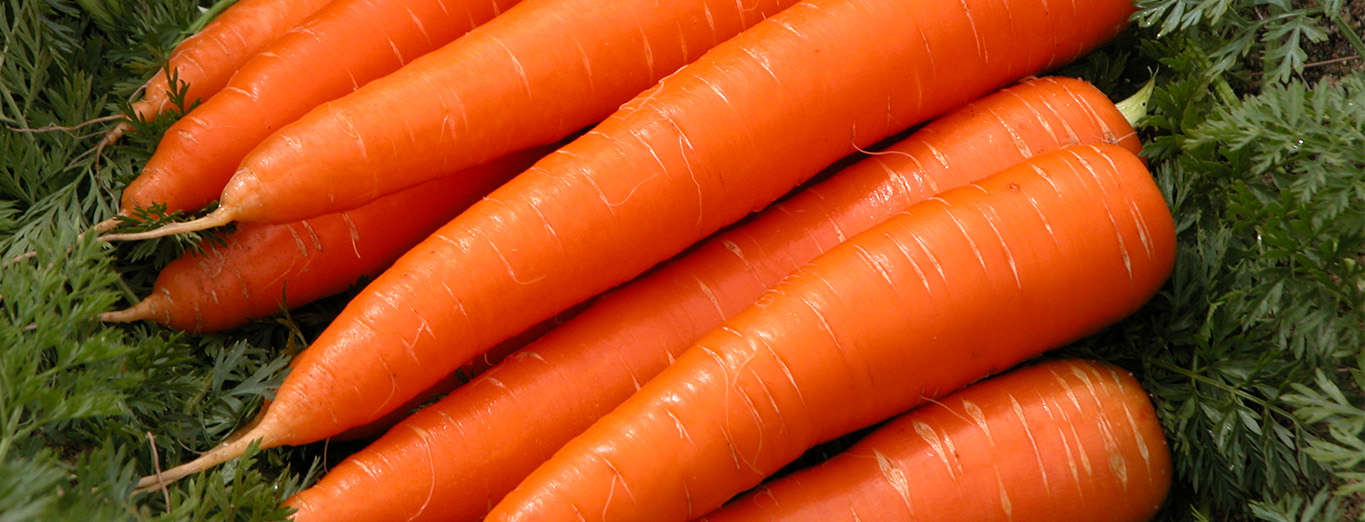 Carrots