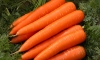 Carrots