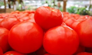 Tomatoes