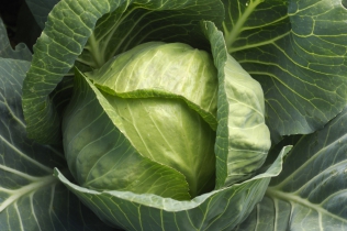 Cabbage