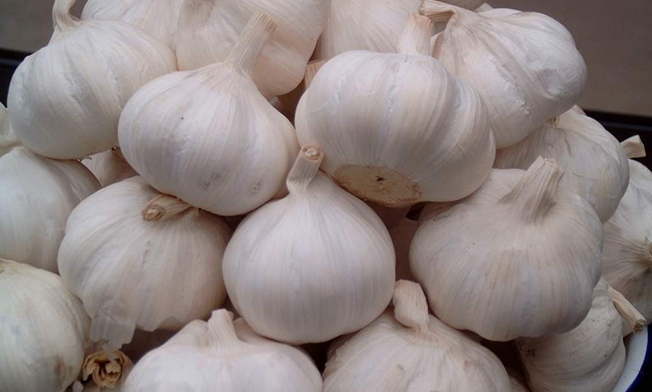 Garlic