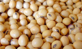 Soya Beans